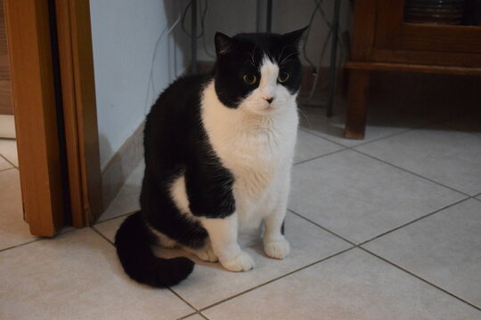 Black and white fat cat indoor