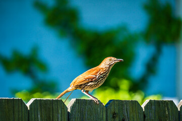 Brown thrasher bird on a fence