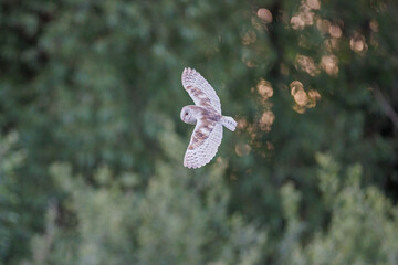 A wild barn own flies majestically as it searches for prey