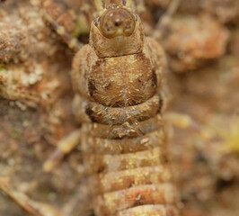 Rock Bristletails Family Meinertellidae