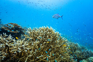 Fototapeta na wymiar Beautiful underwater corals of the Andaman Sea in Thailand.