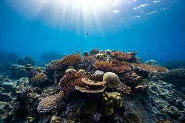 Beautiful underwater corals of the Andaman Sea in Thailand. - 508598256