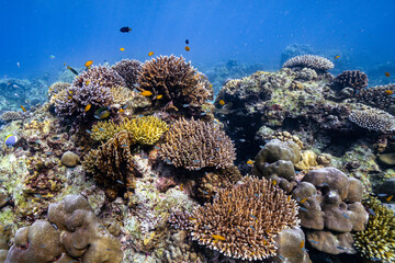 Beautiful underwater corals of the Andaman Sea in Thailand.