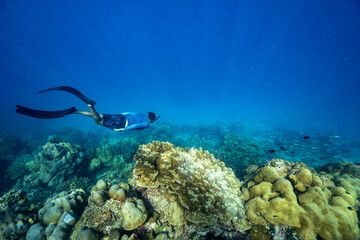 Fototapeta premium swimming freediving to coral reefs,Surin Island in Phangnga, Thailand.