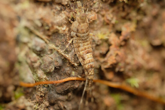 Rock Bristletails Family Meinertellidae