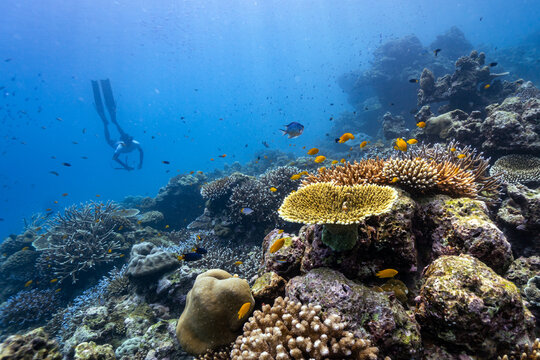 swimming freediving to coral reefs; Surin Island in Phangnga; Thailand.