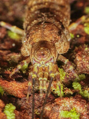 Rock Bristletails Family Meinertellidae