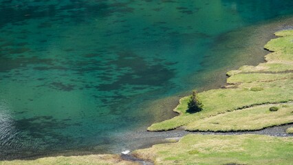 Pine tree near a lake