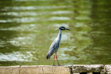 Yellow Crowned Night Heron