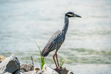 Yellow-crowned Night-Heron on the riverbank