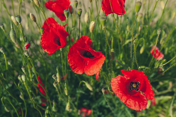 Red poppies in tall green grass, close up