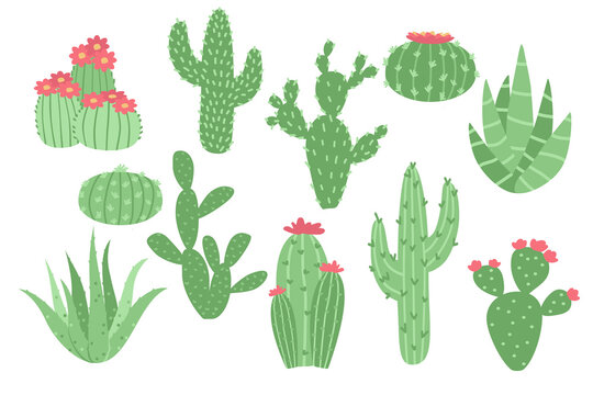 Set of different cactuses. Floral set of  hand drawn succulent plant. Vector illustration isolate on white background.