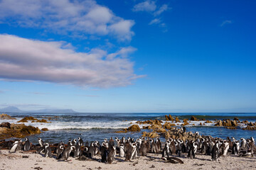 African penguin, Cape penguin or South African penuguin (Spheniscus demersus) colony at Stony Point on the Whale Coast, Betty's Bay (Bettys Bay), Overberg,  Western Cape, South Africa