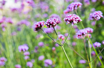 Flowers. Verbena bonariensis in sunny day, close up