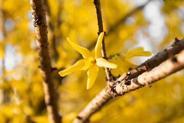 Branch of Forsythia with yellow flowers against the blue sky in spring. Selective focus. Sunny day.