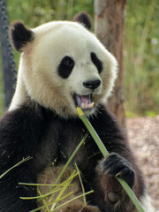 Fototapeta premium Pairi Daiza Zoo, Belgium - September 2018 : View of The Giant Panda