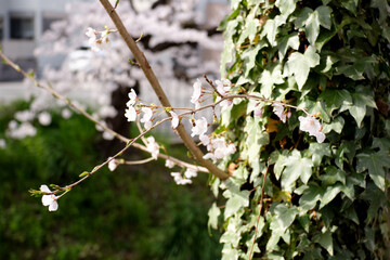 桜