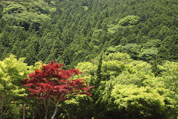 新緑に映える紅葉