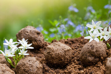 Guerrilla gardening. Seed bombs flower. Wild flower Plants sprouting from seed ball. Seed bombs on dry soil
