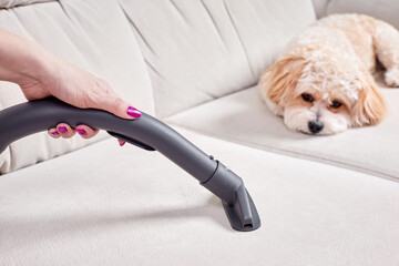 Close-up of a female hand vacuums the surface of the beige sofa with a Maltipoo puppy on the...