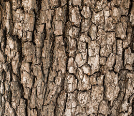 Natural background bark of an old tree