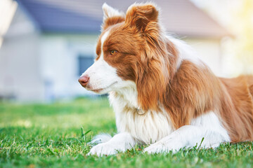 Picture of chocolate brown white border collie dog - obrazy, fototapety, plakaty