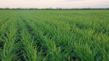 Obraz premium ears of green wheat on the field sunset. wheat agriculture harvesting agribusiness concept. walk in large wheat field. large harvest lifestyle of wheat in summer on landscape the field
