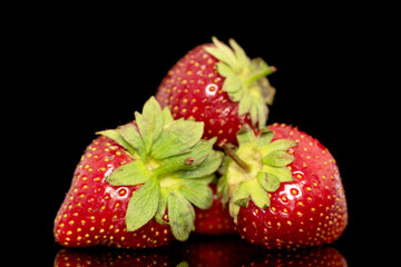 Three berries of ripe organic strawberries, close-up, isolated on a black background.