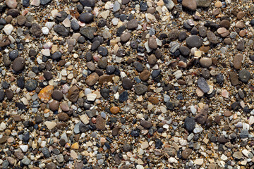 Dutch beach with lots of beautiful shells on the white sand.