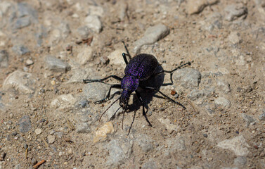 Carabus scabrosus caucasicus, common name huge violet ground beetle, is a species of predatory beetle, feeding on terrestrial molluscs - mainly land snail.