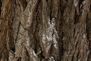Texture of acacia bark. Tree bark background.