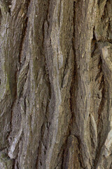 Texture of acacia bark. Tree bark background.