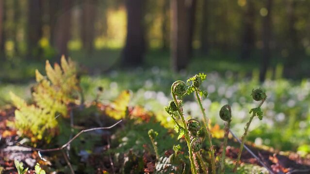 spring forest