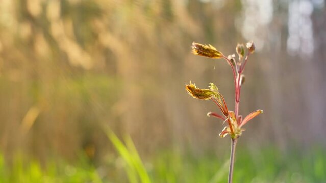 spring forest
