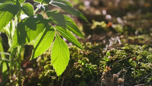 spring forest
