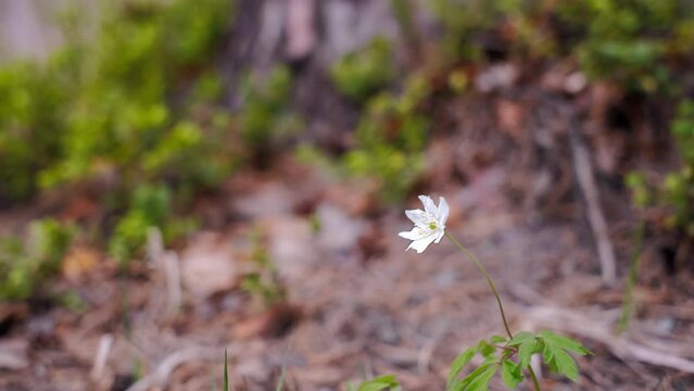 spring forest