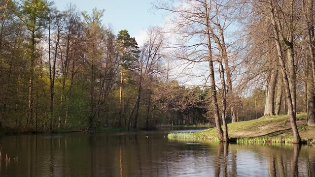 spring forest