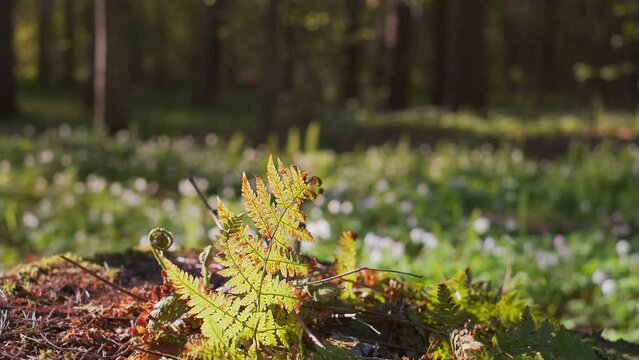 spring forest