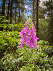 Blooming digitalis purpurea foxglove flower