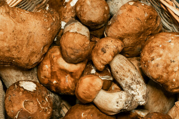 Wooden basket full of fresh boletus mushrooms