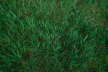 Green grass with blurred background. Photo for banner