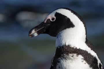 African penguin, Cape penguin or South African penuguin (Spheniscus demersus) at Stony Point on the Whale Coast, Betty's Bay (Bettys Bay), Overberg,  Western Cape, South Africa