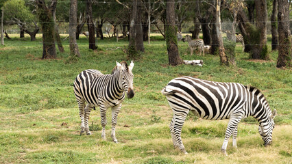 Zebra crossing