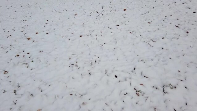 Grass and leaves covered with snow in the forest.