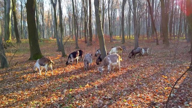 A herd of goats in the autumn forest.