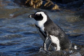 African penguin, Cape penguin or South African penuguin (Spheniscus demersus) at Stony Point on the Whale Coast, Betty's Bay (Bettys Bay), Overberg,  Western Cape, South Africa