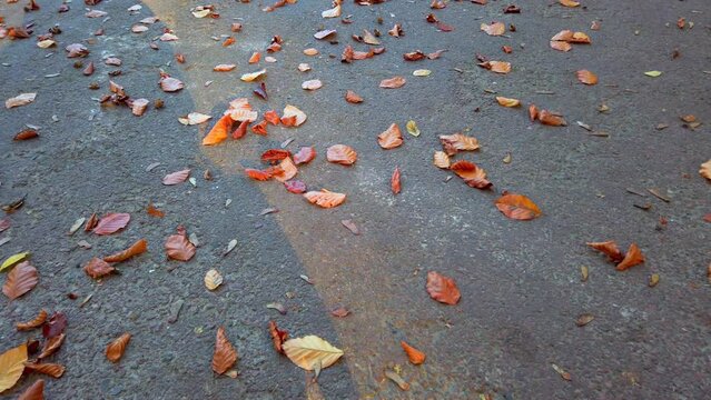The park alley is covered with autumn leaves.