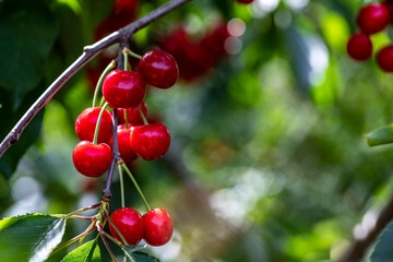 Ripe red cherries closeup on a branch in garden. Israel