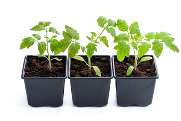 Early tomato sprout in plastic pots grown from seeds isolated on white