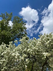 Blooming tree in the blue sky with white clouds, white flowers tree blossom 